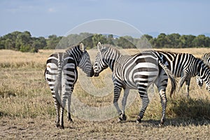 Two kissing zebras