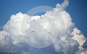 Two kites soar in the blue sky with clouds