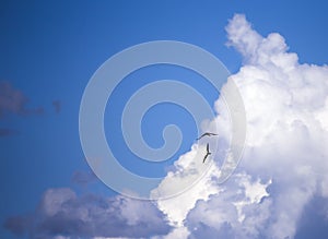 Two kites soar in the clouds in the blue sky