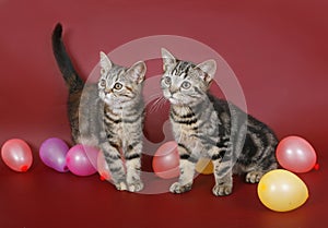 Two kitten with balloons