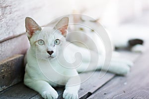 Two Kitten cats sitting and enjoy on wood terrace with sunlight