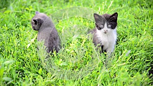 Two kitten in grass in summer