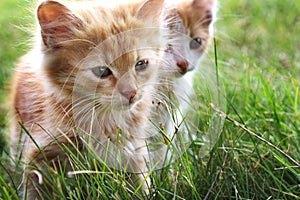 Two kitten on green grass