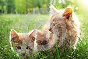 Two kitten on green grass