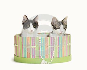 Two kitten inside a green striped hat box