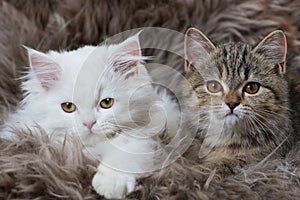 Two kitten lying on a sheep fur