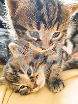 Two kitten playing together