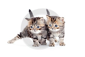 Two kitten pure breed striped british isolated