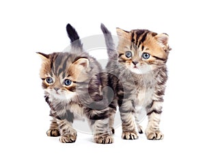 Two kitten pure breed striped british isolated