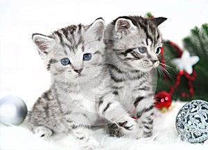 Two kitten thoroughbred in christmas.