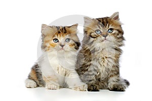 Two kittens