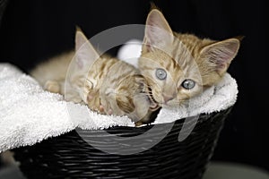 Two kittens asleep in a basket