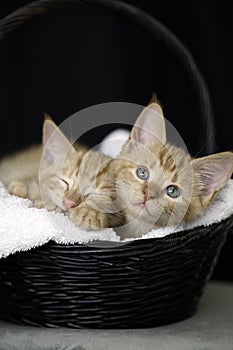 Two kittens asleep in a basket