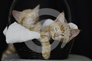 Two kittens asleep in a basket
