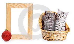Two kittens in basker