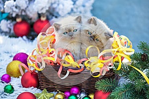 Two kittens in a basket with Christmas decoration