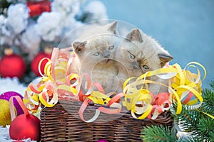 Two kittens in a basket with Christmas decoration