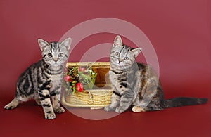 Two kittens with a basket of flowers.