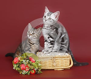 Two kittens with a basket of flowers.