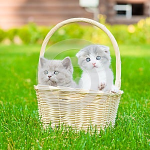 Two kittens in basket on green grass