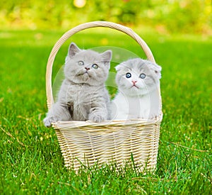Two kittens in basket on green grass