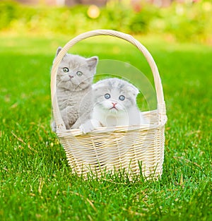 Two kittens in basket on green grass