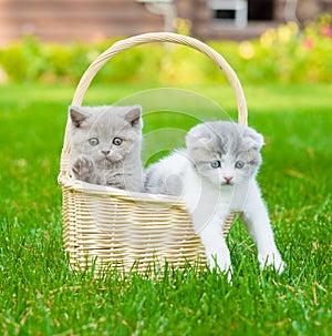 Two kittens in basket on green grass