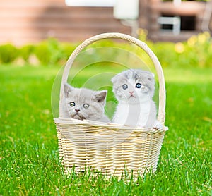 Two kittens in basket on green grass