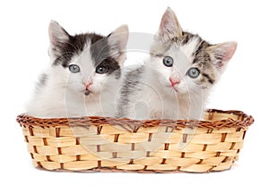 Two kittens in a basket on a white background