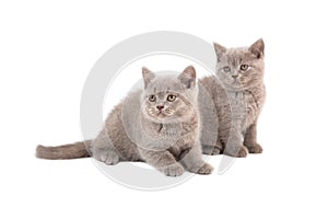 Two Kittens British on white background