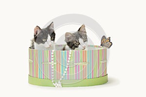 Two kittens with butterfly inside a round green striped hat box.