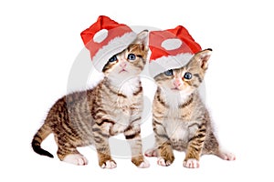 Two kittens with Christmas hats isolated