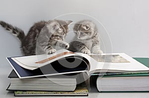 Two kittens are considering a book