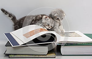 Two kittens are considering a book photo