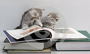 Two kittens are considering a book photo