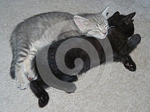 Two kittens (Felis catus) fast asleep photo