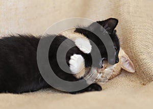 Two kittens fighting, natural colors