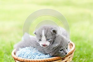 Two kittens in a garden