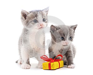 Two kittens with a gift