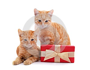 Two kittens with a gift