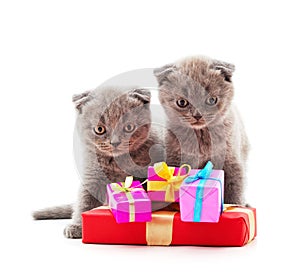 Two kittens with a gift