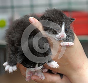 Two kittens in hands