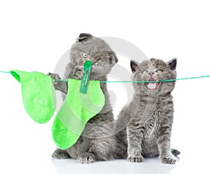 Two kittens hanging socks on the rope for drying. isolated on white