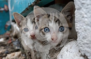 Two kittens hiding behind wall looking at viewer