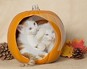 Two Kittens inside a thanksgiving Halloween Pumpkin