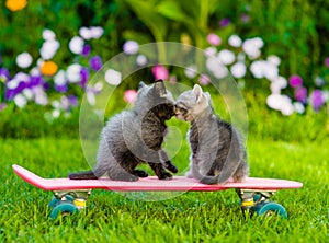 Two kittens kiss