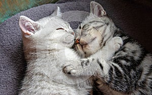 Two kittens lie on the sofa and sleep