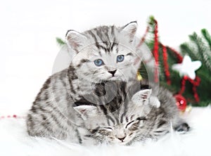 Two kittens lie under the Christmas tree