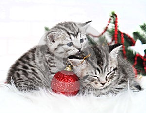 Two kittens lie under the Christmas tree