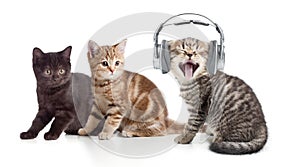 Two kittens and little cat listening to music in
